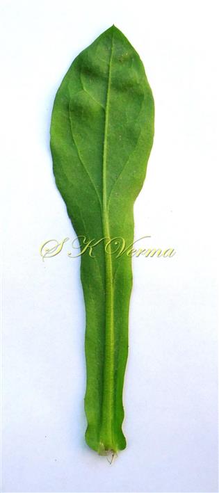  Leaf